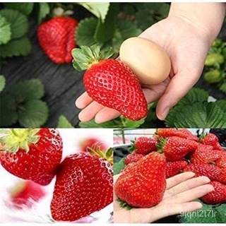 （อัตราการงอก 90%）เมล็ดพันธุ์สตอเบอรี่ยักษ์100 เมล็ด Sweet Strawberry Seeds Fruit Seeds เมล็ดพ/เมล็ด ผัก ปลูก สวนครัว คละ