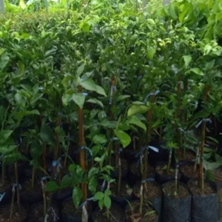 ต้นส้มโชกุน กิ่งตอน ขนาดต้นสูง 40-60 ซม (1ต้น) ราคา 235 บาท
