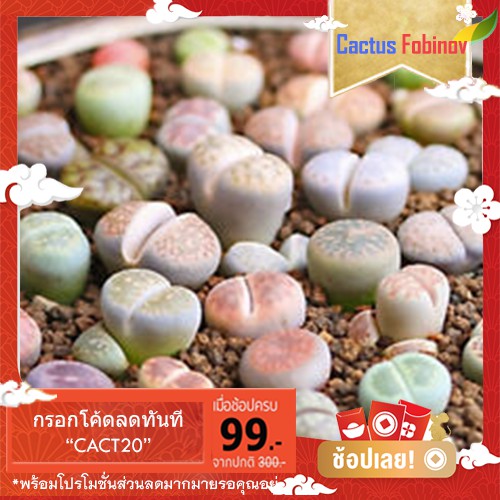 ไลทอปคละสี-lithops-mix-10-seeds