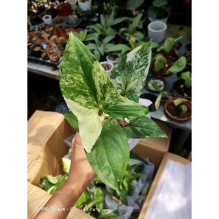 ‼️โปร 1 ฟรี 1 ต้น เงินไหลมาด่างขาว (Syngonium podophyllum Variegeted)