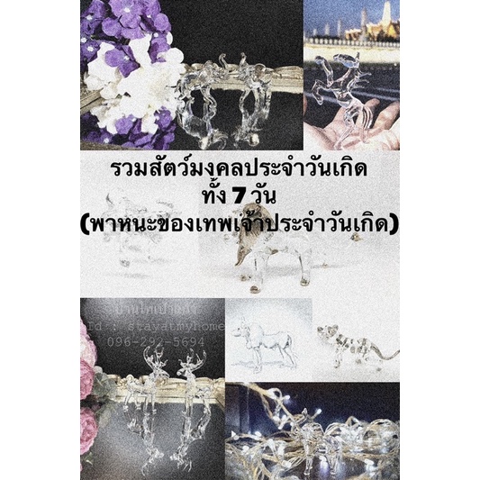 สัตว์มงคล-ประจำวันเกิด-แก้วเป่า-งานเป่าแก้ว-วันจันทร์-ม้า-อังคาร-ควาย-พุธ-ช้าง-พฤหัส-กวาง-ศุกร์-วัว-เสาร์-เสือ-อาทิตย์