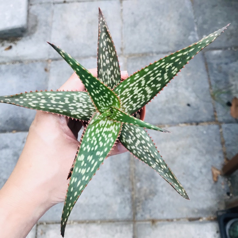 aloe-hybrid-ขอบแดง-1-ต้น-11cm-cactus-แคคตัส-กระบองเพชร-ตะบองเพชร-เมล็ดพันธุ์-ต้นไม้