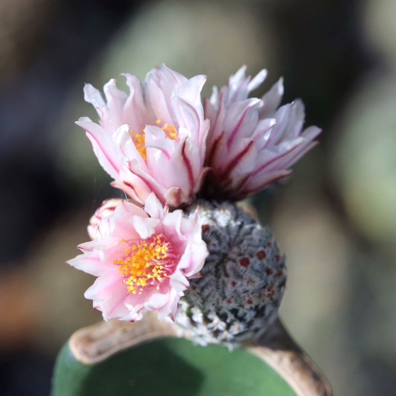 เทอบิเปค-turbinicarpus-pseudopectinatus