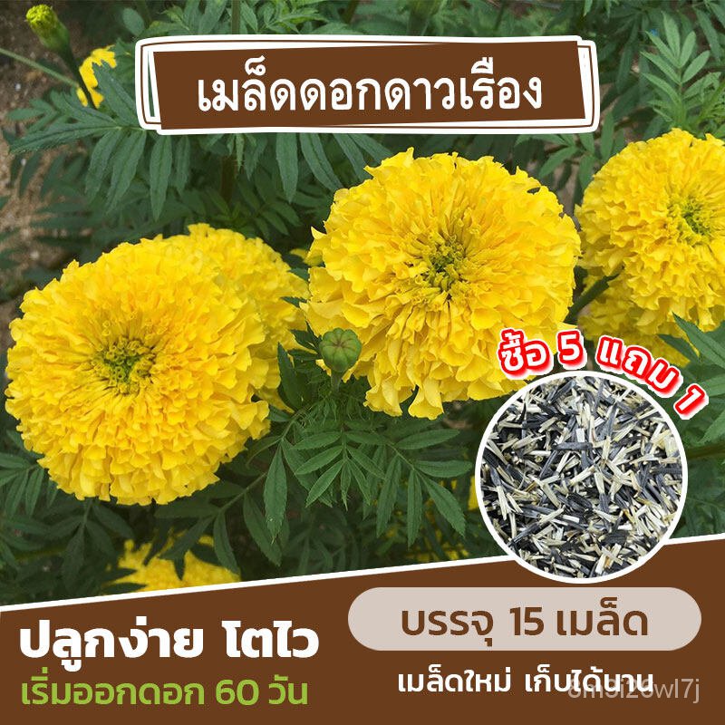 เมล็ดพันธุ์-ถูก-คละ-เมล็ดพันธุ์-ดอกดาวเรือง-แบ่งขาย-15-เมล็ด-ซื้อ-5-แถม-1-ดอกคำปู้จู้-q9wp