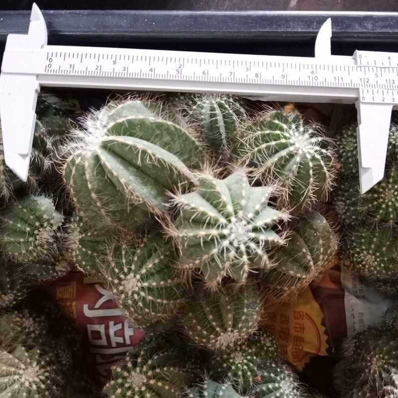 ถูกสุด-cactus-มะเฟือง-ฟอร์มกอ-ขนาด-10-12-ซม-กระบองเพชร-แคคตัส