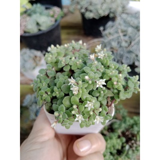 ต้นมะลิน้อย คลาสซูล่า crassula expansa   กระถาง 2-3 นิ้ว