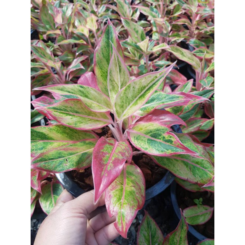 ต้น-aglaonema-สยามออเร้นท์