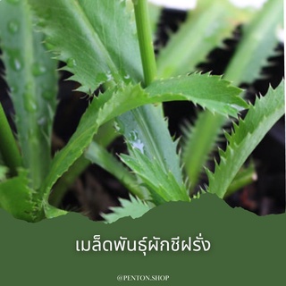 เมล็ดพันธุ์ผักชีฝรั่ง 15 เมล็ด++🔺ขั้นต่ำโปรดสั่งสินค้าภายในร้าน30บาทขึ้นไป