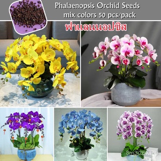 อินทรีย์ ต้น ดอก/High Quality ฟาแลนนอปซิส Phalaenopsis Orchid Seeds for Planting (บรรจุ 50 เมล็ด) กล้วยไม้ Fl VCXW