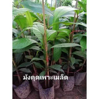 🌳ต้นมังคุดเพาะเมล็ดพันธุ์แท้💯💯