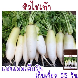 เมล็ดพัน​ธุ์​ หัวหัวไชเท้าขาว 200 เมล็ด​  งอกง่ายสุดๆๆ