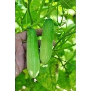 （อัตราการงอก 90%）เมล็ดพันธุ์ แตงกวา หอมใบเตย F1  (Cucumber F1)บรรจุ 10 เมล็ด เนื้อกรอบ รสชาติ/เมล็ด ผัก ปลูก สวนครัว คละ