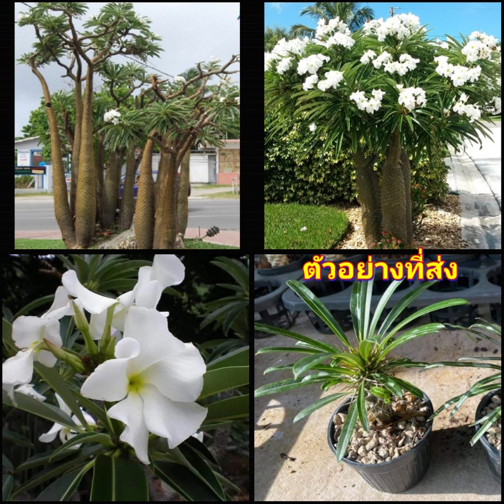 1ต้น-ต้น-ปาล์มมาดากัสการ์-pachypodium-lamerei-geayi-ลีลาวดีหนาม-madagascar-palm-สวนต้นไม้ตายาย