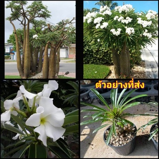 (1ต้น) ต้น ปาล์มมาดากัสการ์ Pachypodium lamerei geayi ลีลาวดีหนาม Madagascar Palm / สวนต้นไม้ตายาย