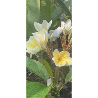 ลีลาวดีเหลืองสุพรรณ & เหลืองบาหลีไฮโกร ดอกหอมมาก ดอกขาวเหลือง สวยมากพร้อมจัดส่งกระถาง 10 นิ้ว ต้นไม้แข็งแรงทุกต้น