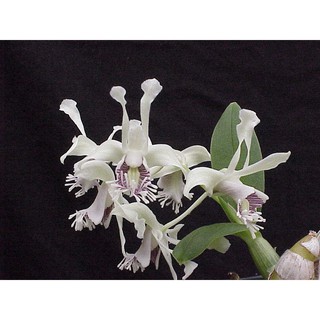 กล้วยไม้หวาย เอื้องดอกมะขาม สีขาว หอม Dendrobium delacourii White 1 ต้น