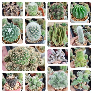 ภาพหน้าปกสินค้ากระบองเพชร (Cactus) สายพันธุ์หายาก มีหลายสายพันธุ์ ที่เกี่ยวข้อง