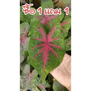 ซื้อ 1 แถม 1 บอนสี ลูกไม้ป่ากระดูกแดงก้านดำ หัวไม่ตกไซส์ จำนวนจำกัด 300 หัว ก่อน 12:12 เท่านั้นนะคะ