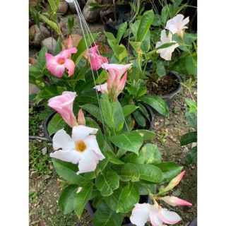 อมรเบิกฟ้า มีดอกสีชมพูกับสีขาว แพค1ต้น