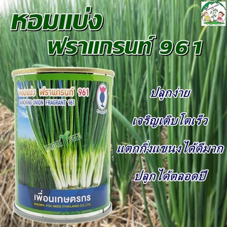 เมล็ดหอมแบ่ง ฟราแกรนท์961 () เมล็ดพันธุ์ เมล็ดพันธุ์ผัก เมล็ดพันธุ์พืช ผักสวนครัว ตราเพื่อ50 เมล็ด (ไม่ใช่พืชที่มีชีวิต)