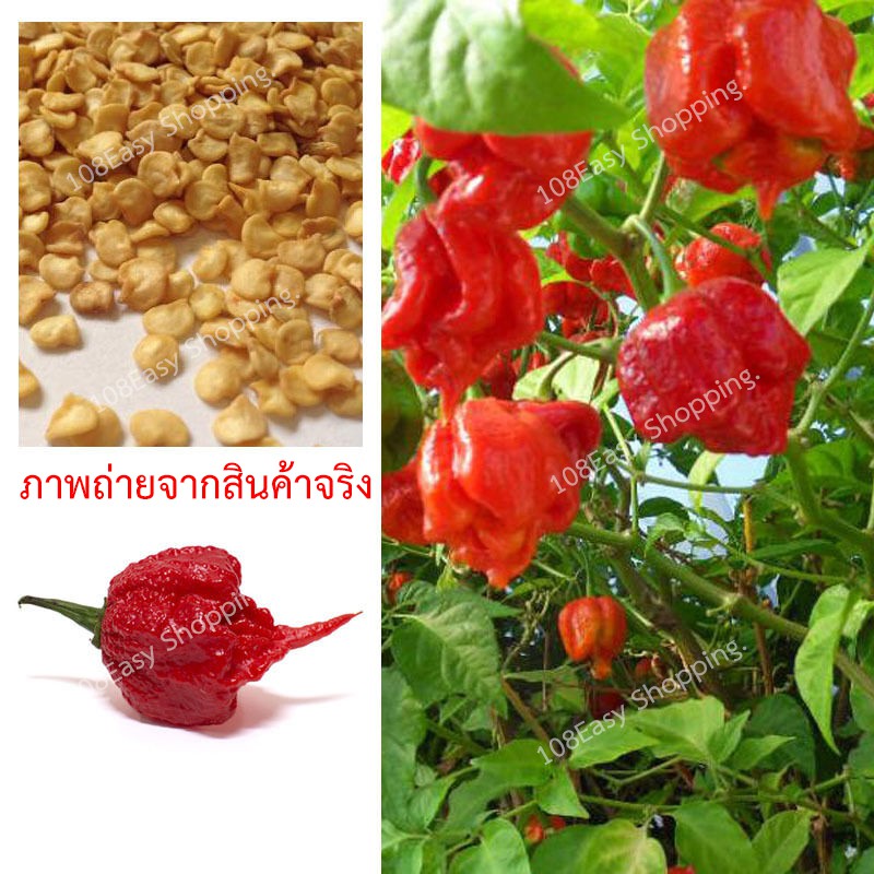 10-เมล็ด-เมล็ดใหญ่-คัดพิเศษ-พริกแคโรไลนาจีน-จีนแท้แน่นอน-carolina-reaper-นำเข้าจากจีน-พริกจีน-เมล็ดพันธุ์พริกแคโรไลนา