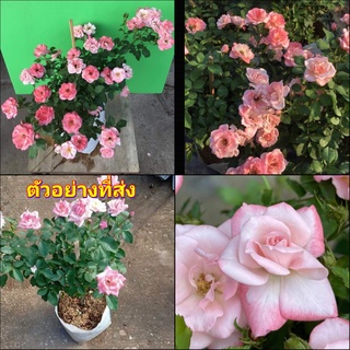 (1ต้น) ดอก ต้น กุหลาบ ซากุระ ทาคุมิ ซากุระทาคุมิ  Sakura Takumi rose buncha