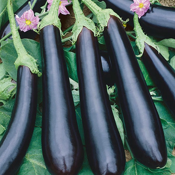 เมล็ดพันธุ์แท้100-มะเขือยาวม่วง-long-purple-eggplant-seeds-vegetable-plants-see-นี่มันเมล็ดพืช-ไม่ใช่พืช