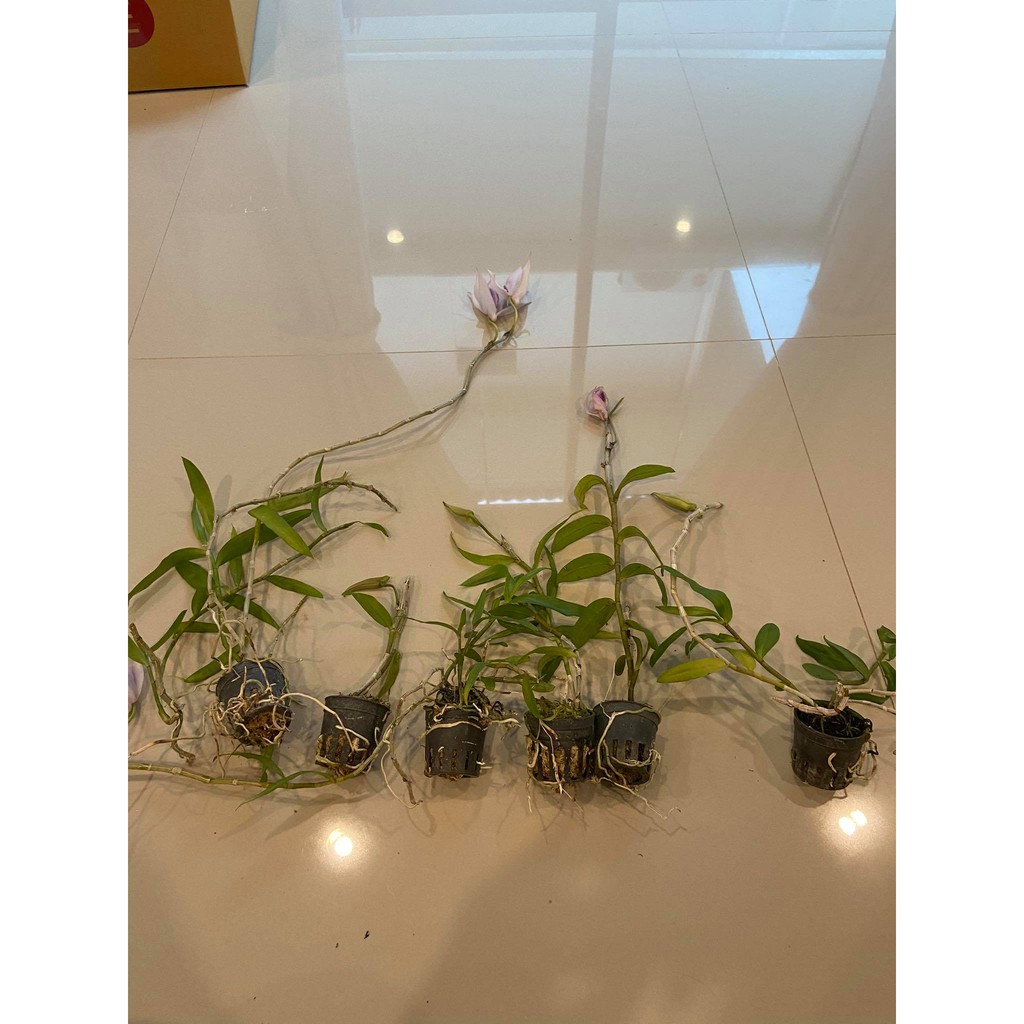 กล้วยไม้หายาก-สายหลวงลาว-dendrobium-anosmum-ดอกหอม