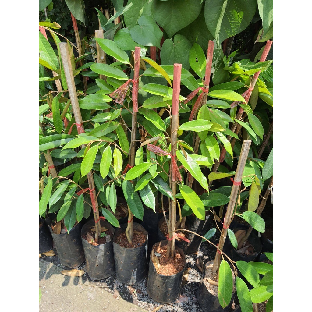 ทุเรียนโบราณ-ทองลินจง-ต้นทุเรียนทองลินจง-สูง-70cm-ในถุงชำ4นิ้ว