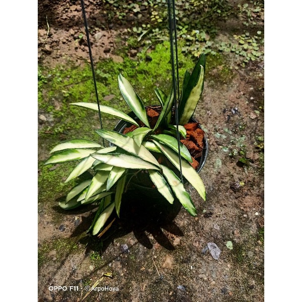 hoya-wayetii-variegated-โฮย่าด่าง-ไม้ด่าง-ไม้แขวน-ไม้เลื้อย