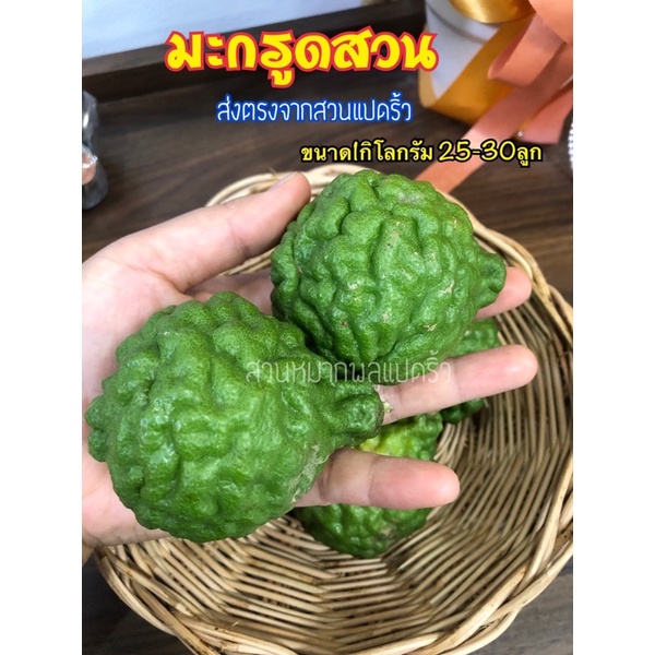 มะกรูด-ลูกมะกรูดสวน-ส่งตรงสวนแปดริ้ว-ขนาด1kg