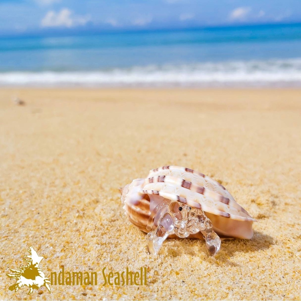 andaman-seashell-แก้วเป่าติดเปลือกหอย-รูปปูเสฉวน-ติดเปลือหอยกรีบมะเฟือง-harpa-major-ไซส์-a