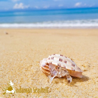 Andaman seashell  แก้วเป่าติดเปลือกหอย รูปปูเสฉวน ติดเปลือหอยกรีบมะเฟือง (Harpa major) ไซส์ A