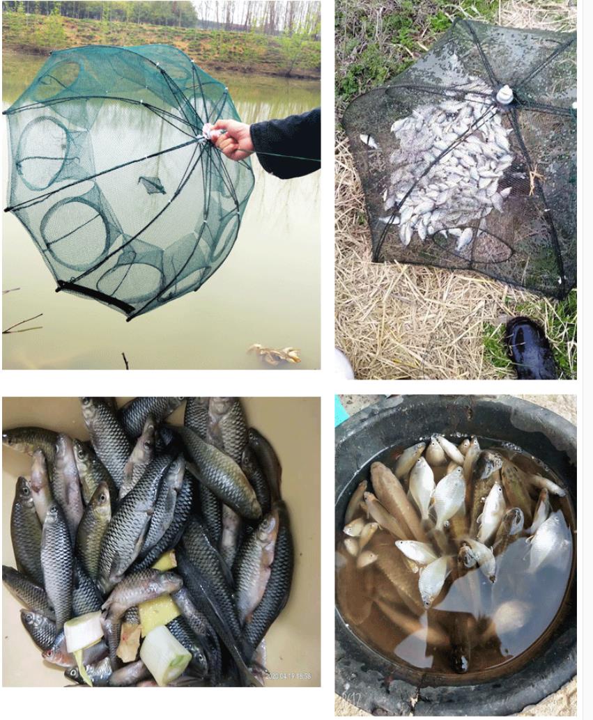 ข้อมูลเพิ่มเติมของ KOJIMA ที่ดักกุ้ง 4 6 8 10 ช่อง ลอบดักปลา มุ้งดักปลา มุ้งดักกุ้ง ที่ดักกุ้งฝอย ตาข่ายดักปลา ตาข่ายดักกุ้ง อาหารปลา