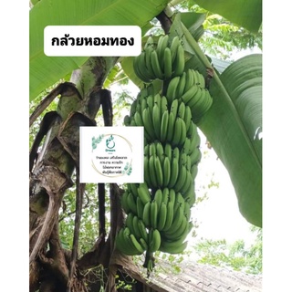 หน่อกล้วยหอม 5 ชนิด  (หอมทองใต้🍌 หอมทองคาเวนดิช 🍌หอมมาเลย์🍌หมอเตี้ย🍌หอมแคระ)