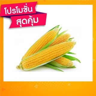 เมล็ดพันธุ์ ข้าวโพดพลอย ข้าวโพดอัญมณี 20 เมล็ด GlassGem CornSeed เมล็ดพันธุ์แท้100% ปลูกผักสวนครัว นำเข้าจากต่างประเทศ