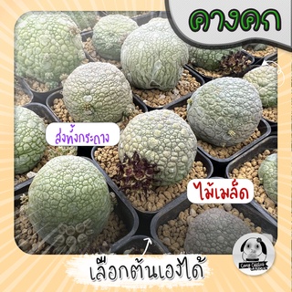 ต้นคางคก (เลือกต้นได้)  ( ต้นกระบองเพชร Pseudolithos) ไม้เมล็ด 🌵ต้นแคคตัส❤️