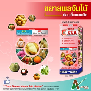 จัมโบ้ AAA เอเจนต้า ขยายผลเร่งด่วน ก่อนเก็บ 15-30 วัน เพิ่มหวาน เพิ่มรสชาติ เร่งด่วน