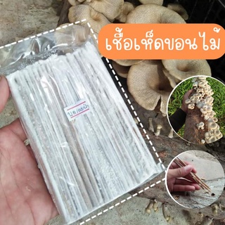 สินค้า เชื้อเห็ดขอนขาว เชื้อเห็ดบด ลมป่า กระด้าง  1ห่อ​ 100แท่ง+คู่มือการเพาะ📑