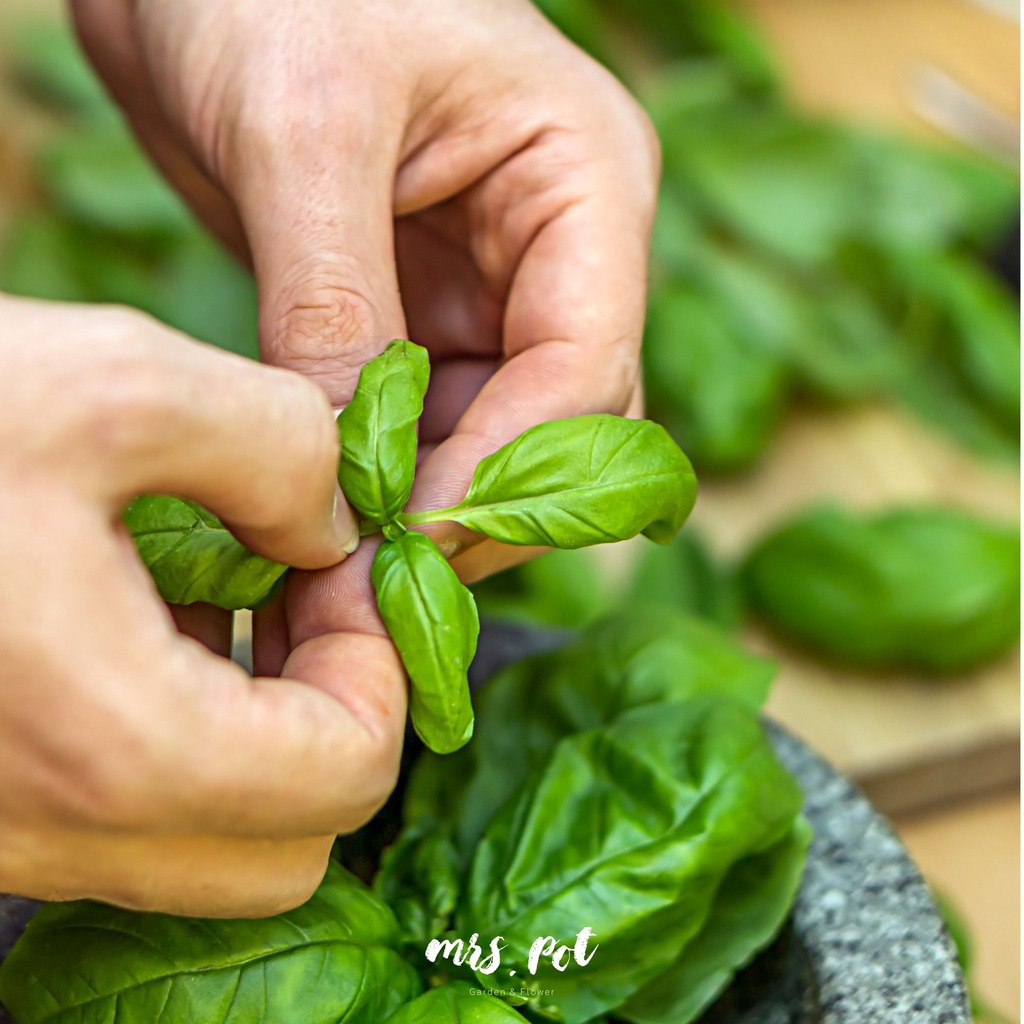 เมล็ดอิตาเลียนเบซิล-italian-large-leaf-basil