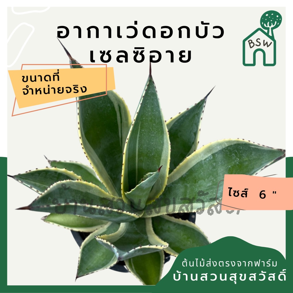 อากาเว่ดอกบัว-เซลซิอาย