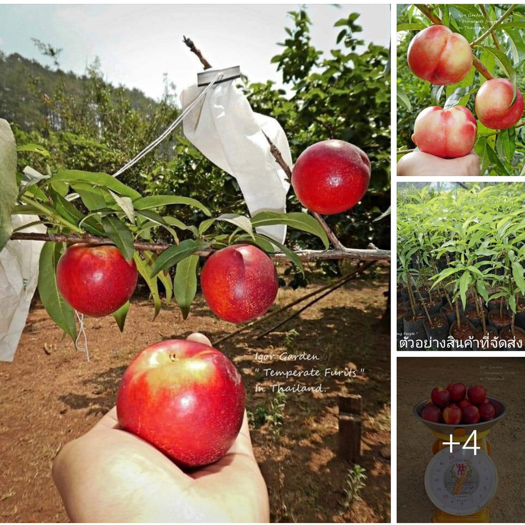 ขาย-ต้น-พันธุ์-ต้น-กล้า-เนกทารีน-เคอเมนมิรันด้า-carmen-miranda-nectarines-กล้าเนกทารีน-พันธุ์-ไวท์-white-nectarines