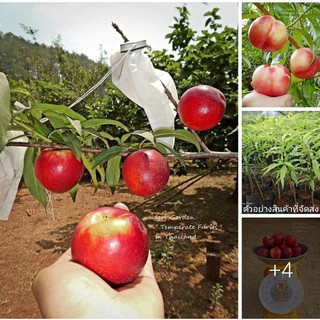 (ขาย ต้น พันธุ์ ) ต้น กล้า เนกทารีน เคอเมนมิรันด้า  Carmen Miranda Nectarines กล้าเนกทารีน พันธุ์ ไวท์  White Nectarines