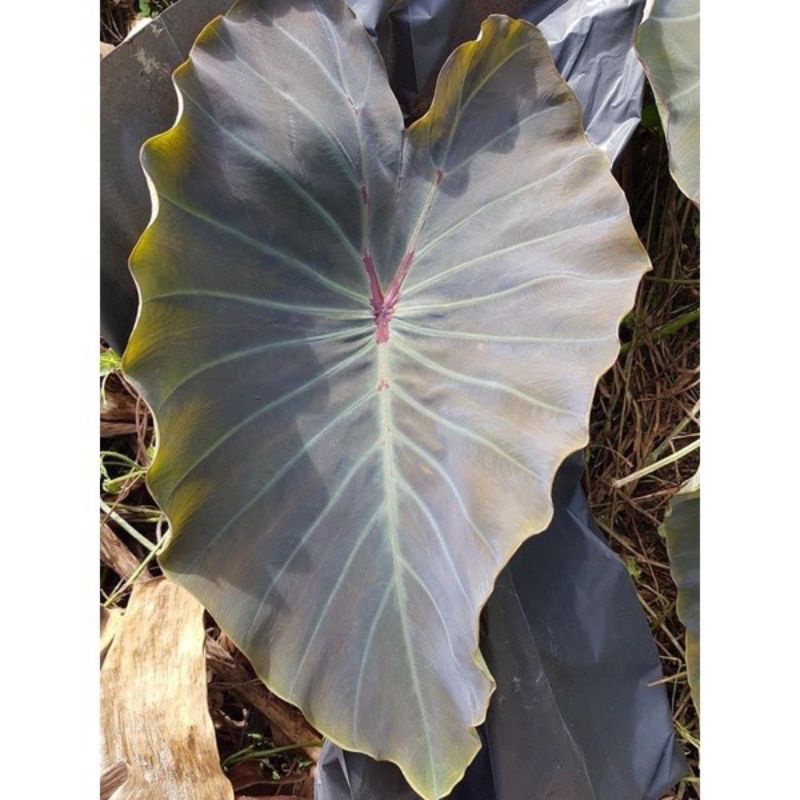 colocasia-dark-window-โคโลคาเซิยดาร์ควินโดว์