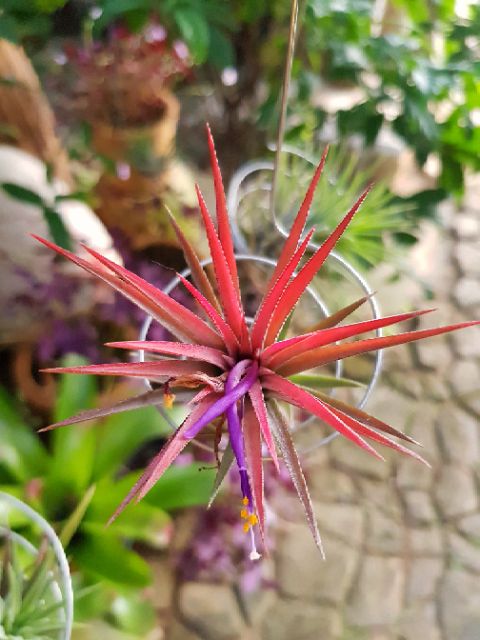 ทิลเเลนเซีย-สับปะรดสี-tillandsia-ionanthared