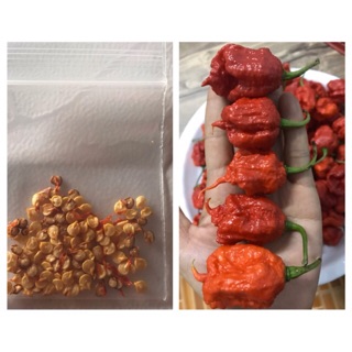 เมล็ดพันธ์พริก Carolina reaper พริกเผ็ดที่สุดในโลก100เมล็ดขึ้นไป แถมฟรีทันทีผลสด1ผลปลูกและเก็บผลิตในไทย รับประกันแท้100%