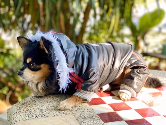 pet-clothes-doggydolly-เสื้อผ้าแฟชั่น-เสื้อผ้าสัตว์เลี้ยง-เสื้อผ้าหมาแมว-ชุดสุนัขเสื้อหนาว-winter-1-9โล-w407