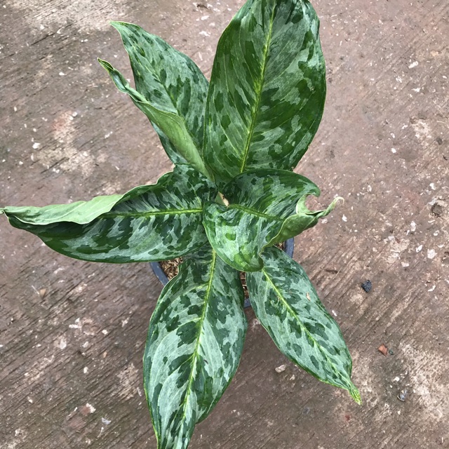 อโกลนีมาพูนทรัพย์-aglaonema-sp-phunsap