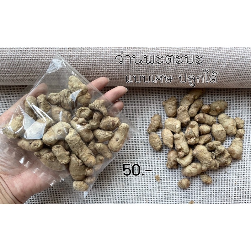 ว่านพะตะบะ-เด่นเรื่องกันภูตผี-ผีปอบ-ผีพราย-ขับไล่สิ่งไม่ดี-ป้องกันสิ่งไม่ดี