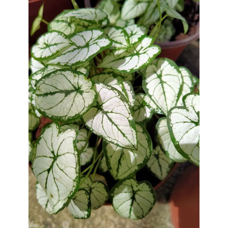 ต้น-mini-caladium-christmas-peper